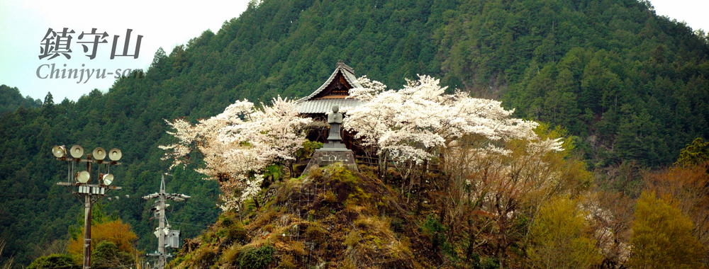 sakura_chinjyu_02.jpg
