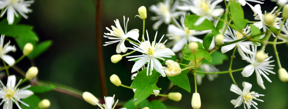 p_botanzuru2.jpg