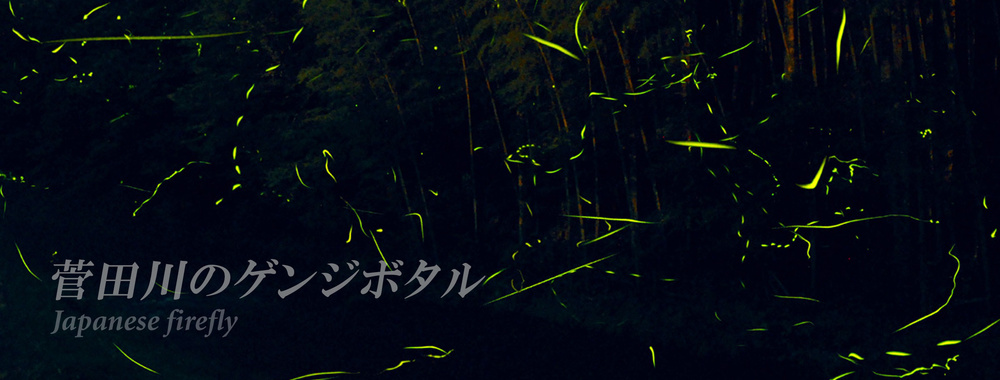 genji-hotaru_20230622093301474.jpg