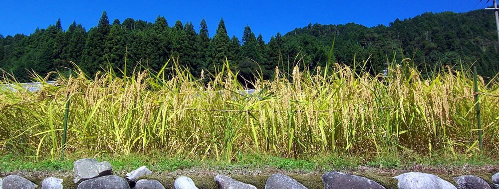 p_autumn_20220829091817760.jpg